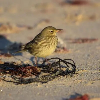 Visite nature Les oiseaux nicheurs de la barre d’Etel