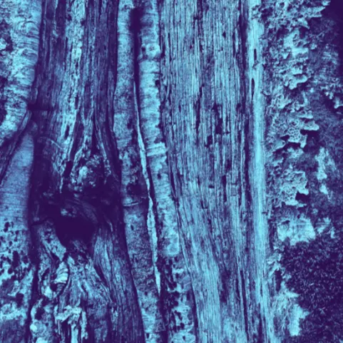 Tendre Ruine