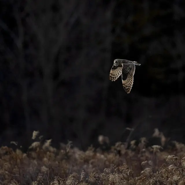 Chouette_vol_nuit©Barbara Starr Caroll_pixabay