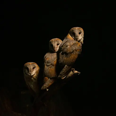 Chouette effraie_bd©libre de droit