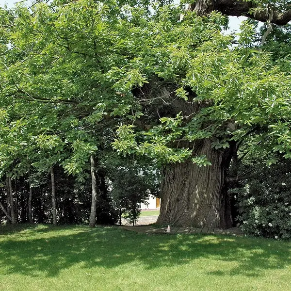 Chataignier du Pas aux Biches - Campénéac - arbre remarquable - Bretagne