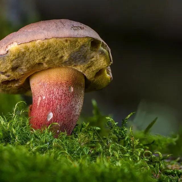 Champignon_Bolet©D.R.