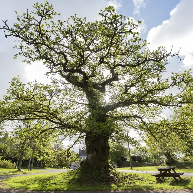 Chêne remarquable de Rosterc'h - Plouray (1)