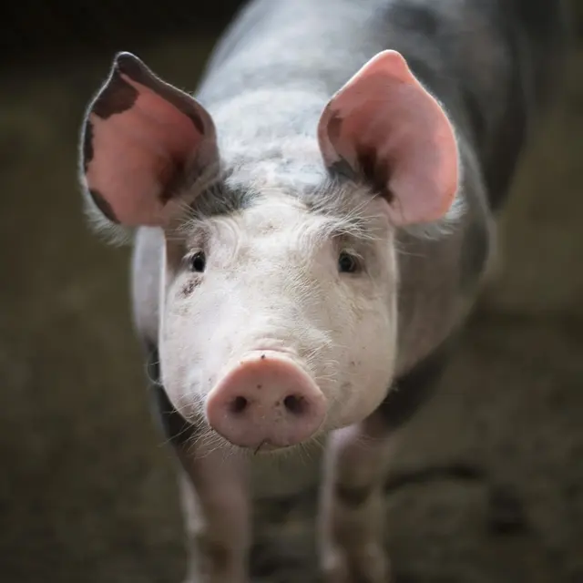 Cochon