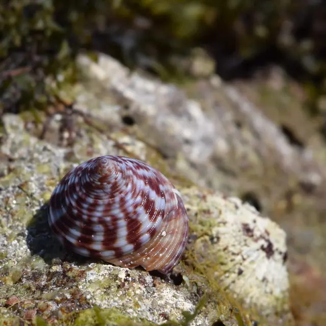 Coquillage