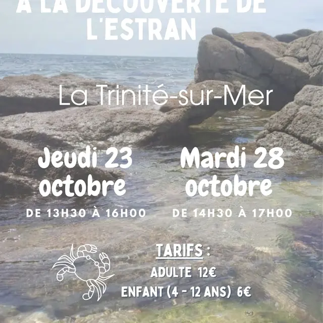 Découverte de l'estran : les petits animaux du bord de mer