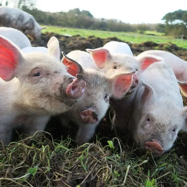 Ferme de Brénature