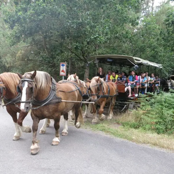 Ferme-équestre-Landelle-Porcaro-Brocéliande-Bretagne