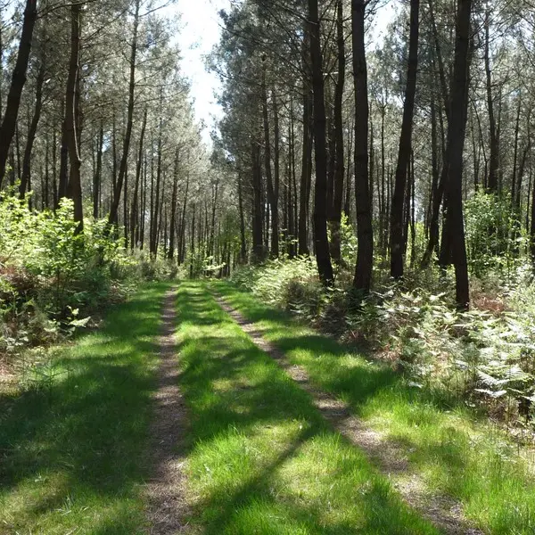 Forêt du Houssa - St Laurent-sur-Oust - Morbihan - Bretagne