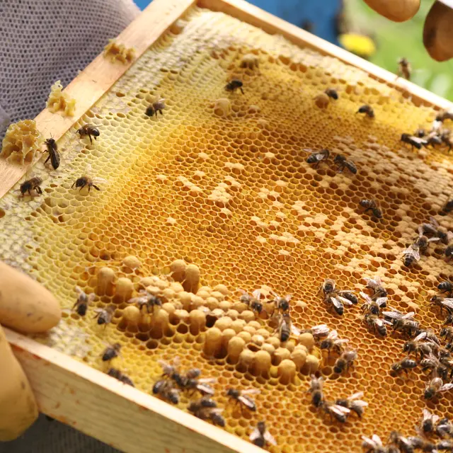 HLO_Fontaine_Airmeth_Option_Bapteme_Apiculture (1)
