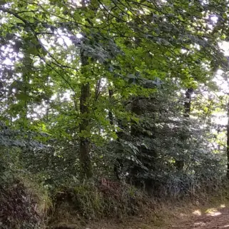 Balade contée à la découverte des arbres