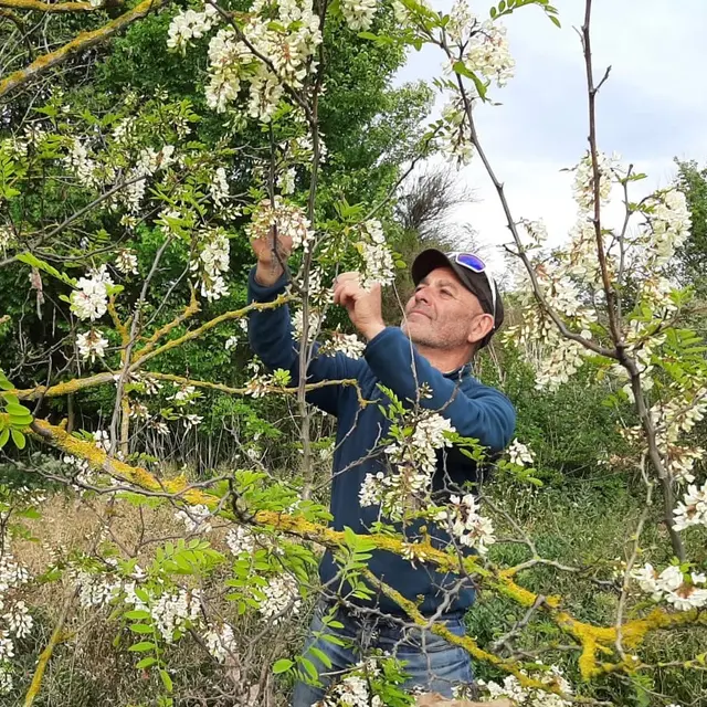 Robin des Fleurs