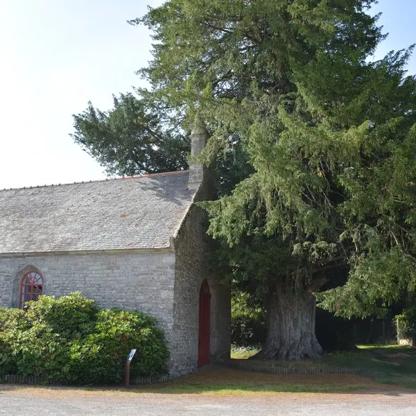 If de la Chapelle Saint Yves - Cruguel - Arbres remarquables du Morbihan