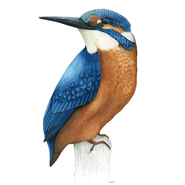 Illustrations Naturalistes-Pass'Temps-juin 2025