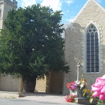 If de La Chapelle-Caro - Val d'Oust - Arbre remarquable du Morbihan