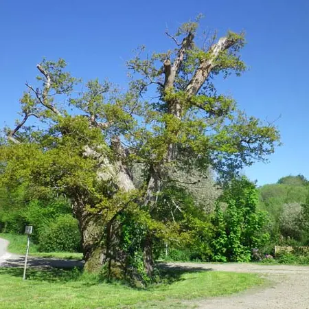 Le chêne du Pouldu, Saint jean brevelay