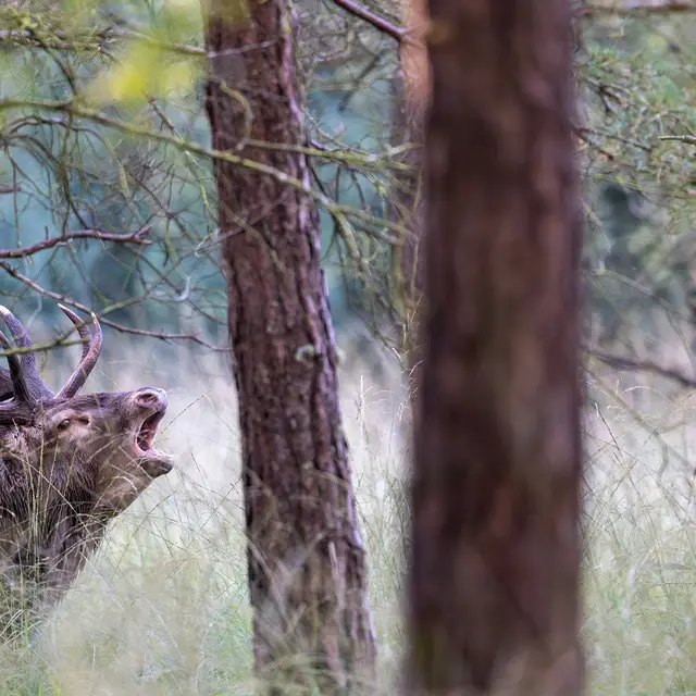 Le murmure des feuilles©Jean-Marie Seveno