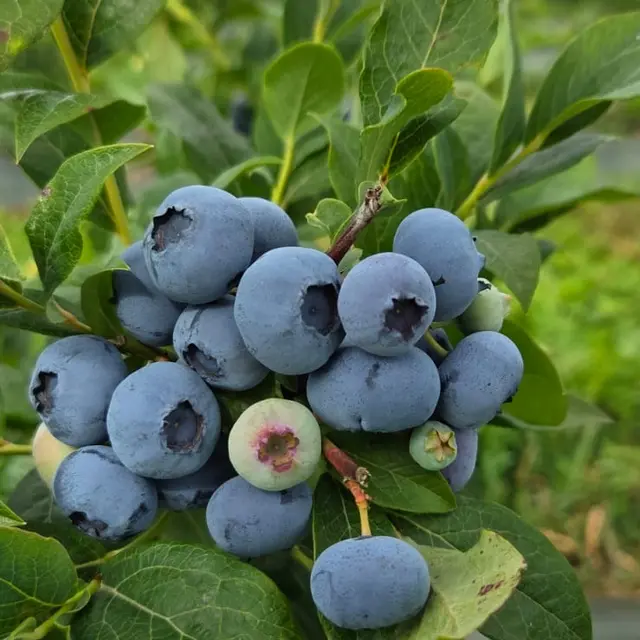 Les Jardins de Soléane_St-Aignan