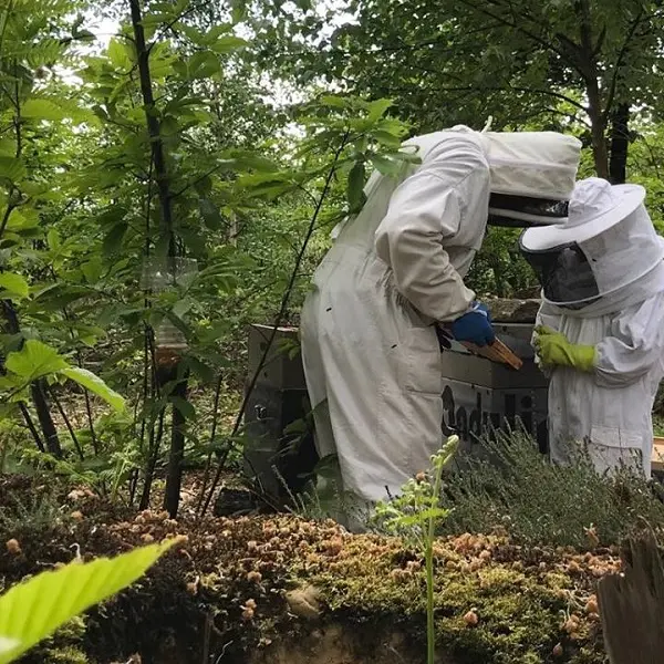 Ma Foret - apiculteur producteur récoltant - Ploërmel