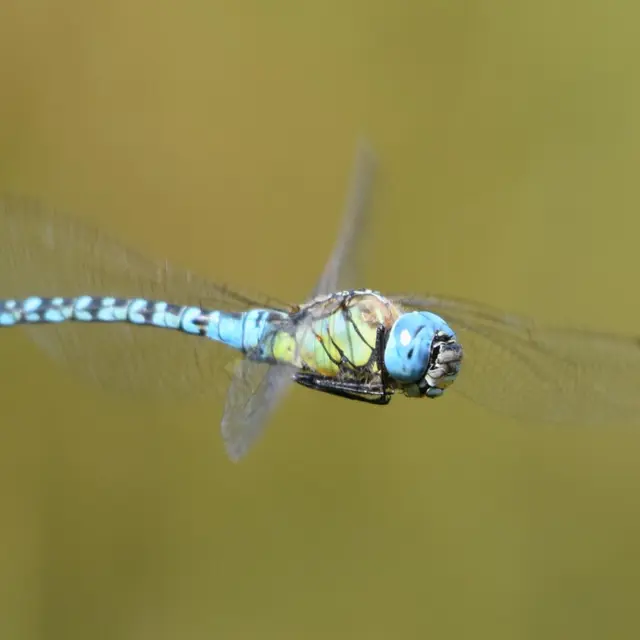 Papillons et libellules du Varquez