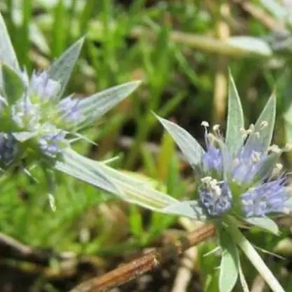 Plantes sauvages