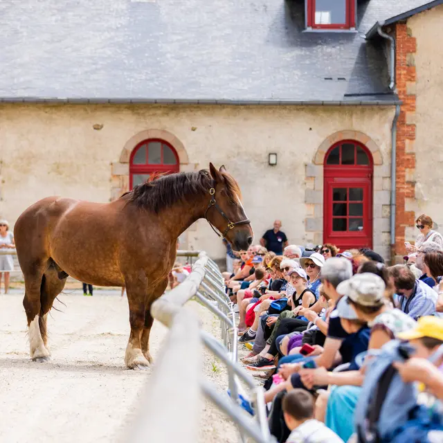 Reportage_Haras_Hennebont_QAPTUR_HD7
