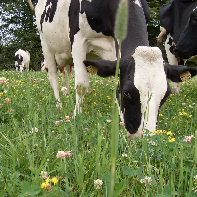Ecotones - vache