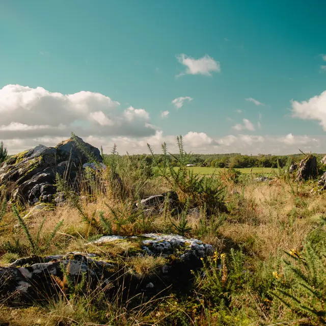 ST-JACUT-LES-PINS - La Butte Des Moulins_madoline bauthamy (35)