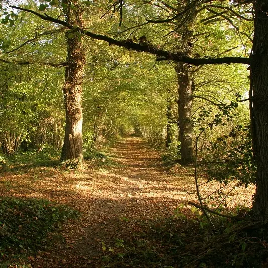 Saint-Nicolas bois du grisan 1