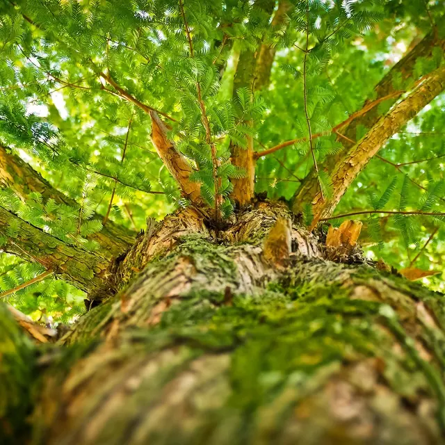 Bain de forêt & Sylvothérapie avec Laura Philippot