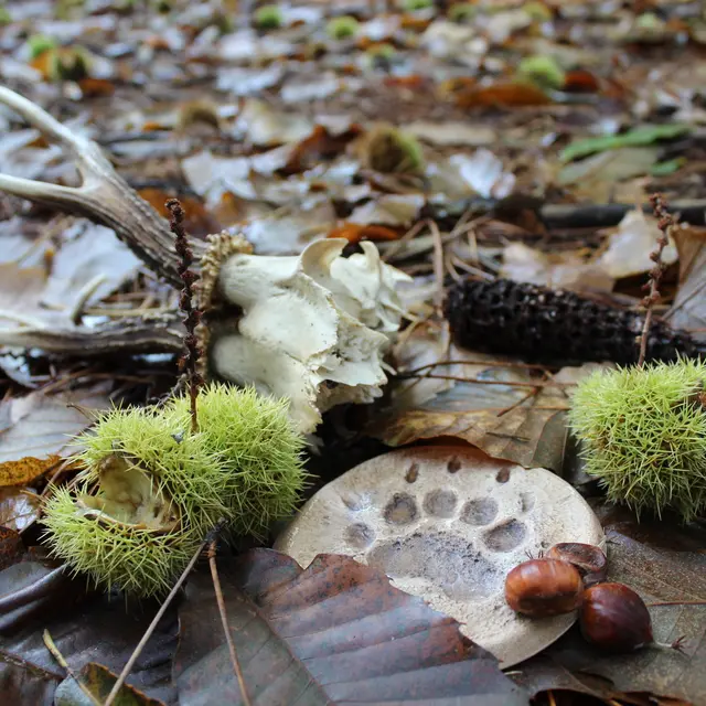 Traces et indices d'automne