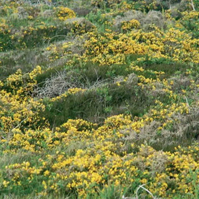 Ajoncs à Quiberon Morbihan Bretagne Sud