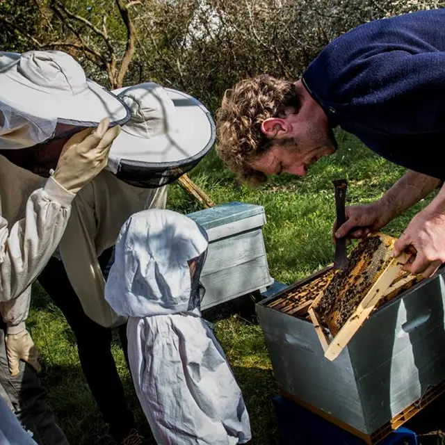 Le rucher de l'abeille noire
