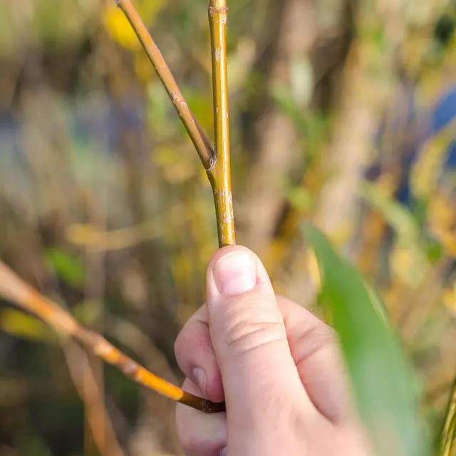 arbuste©Lukas_Pixabay_libre de droit