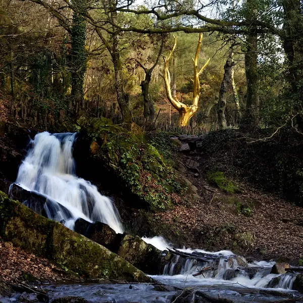 L'Arbre d'Or