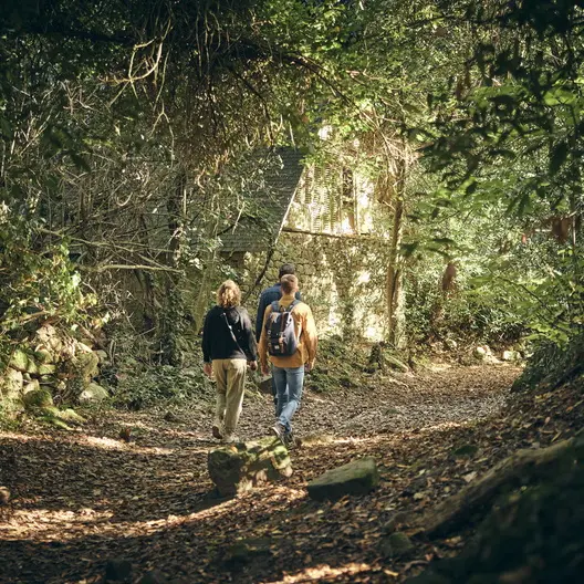 arbres-chemin-cadoudal-locoal-mendon © Alexandre Lamoureux (8)_792x528
