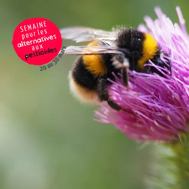 Atelier « bombes à graines » et nichoir à abeilles !
