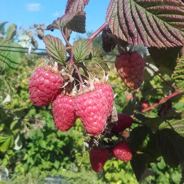Fruits rouges de Calavret
