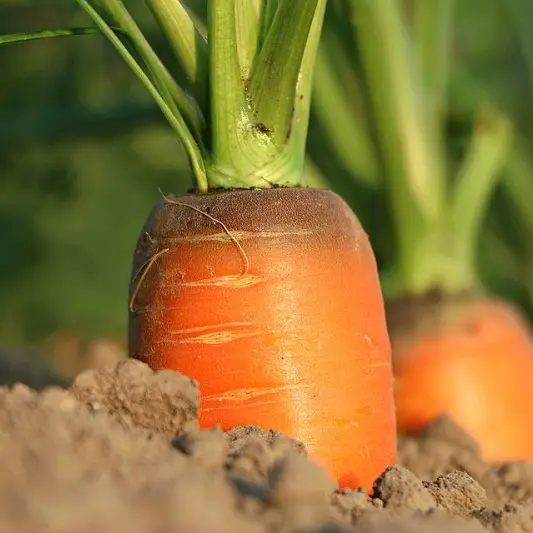 carrot-1565597_960_720
