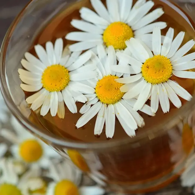 chamomile-829220_1280