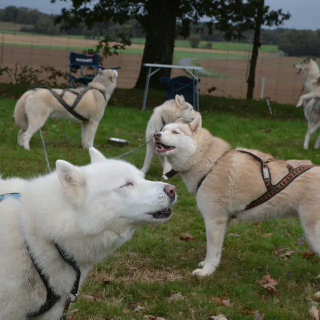 chiens de traineau