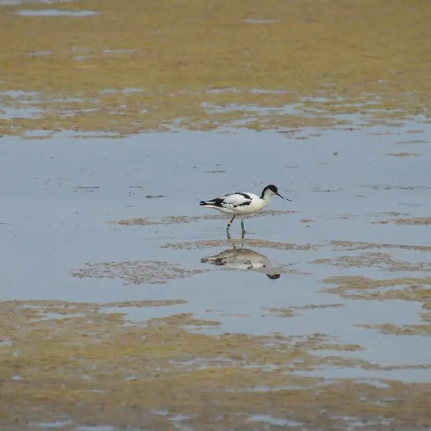 Oiseau dans les landes du Bignac