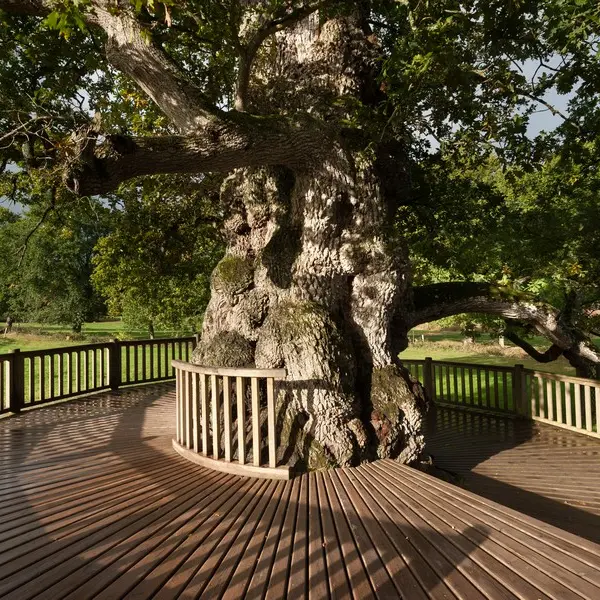 Le chêne à Guillotin