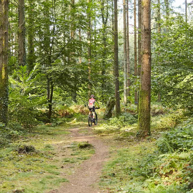 cycliste-sentier-foret-camors_1224x816