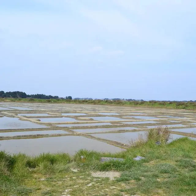Marais de Lasné