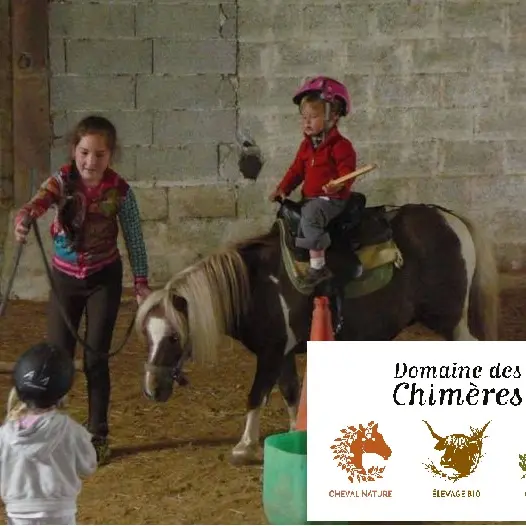 equimotricité-domaine-des-chimeres-cheval-nature-le-saint-morbihan-bretagne-700x525