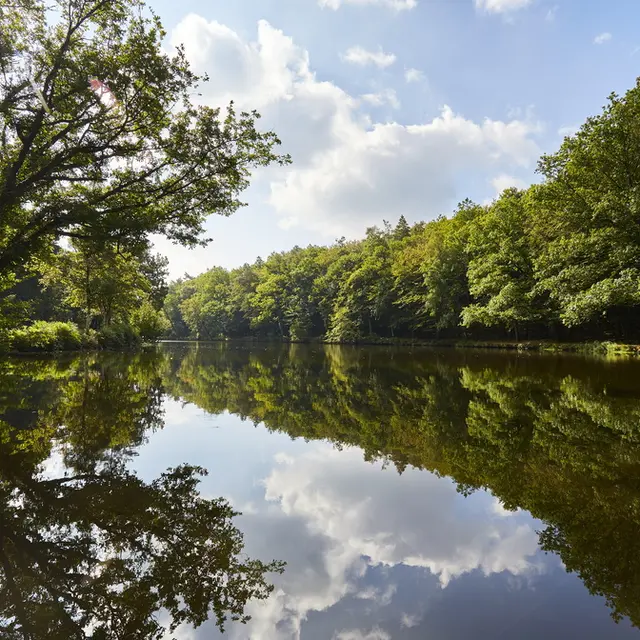etang-foret-camors_1008x672