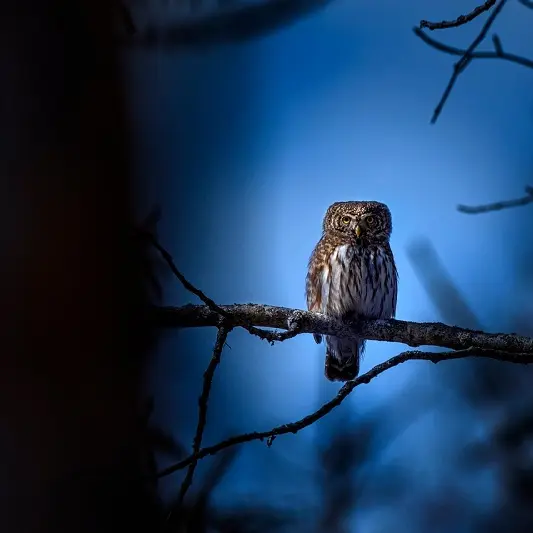 eurasian-pygmy-owl-8235624_1280