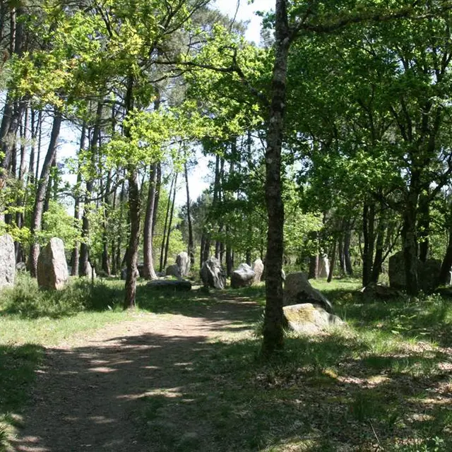 Al Lannec er Gadouer - Forêt du Varquès - Erdeven - Morbihan Bretagne sud