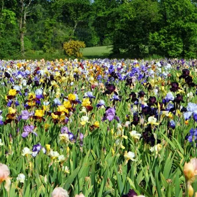 Jardin d'iris Morbihan Bretagne Sud